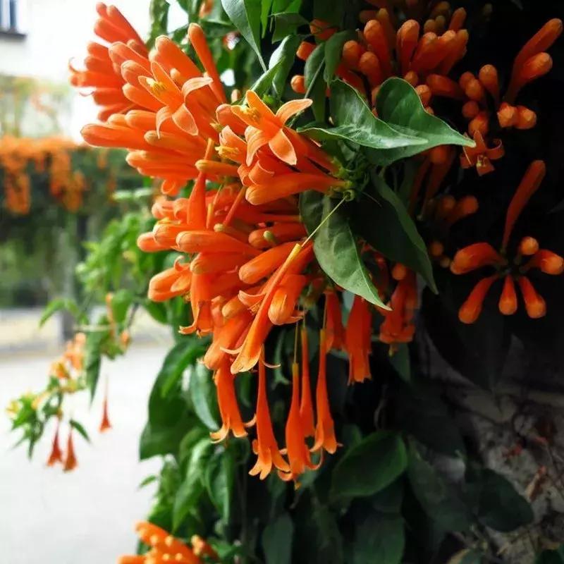 一年四季开花的爬藤花卉有哪些,一年就能爬满墙的爬藤花卉