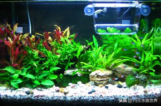 水草缸水草怎么选择,水草缸养鱼注意事项有哪些