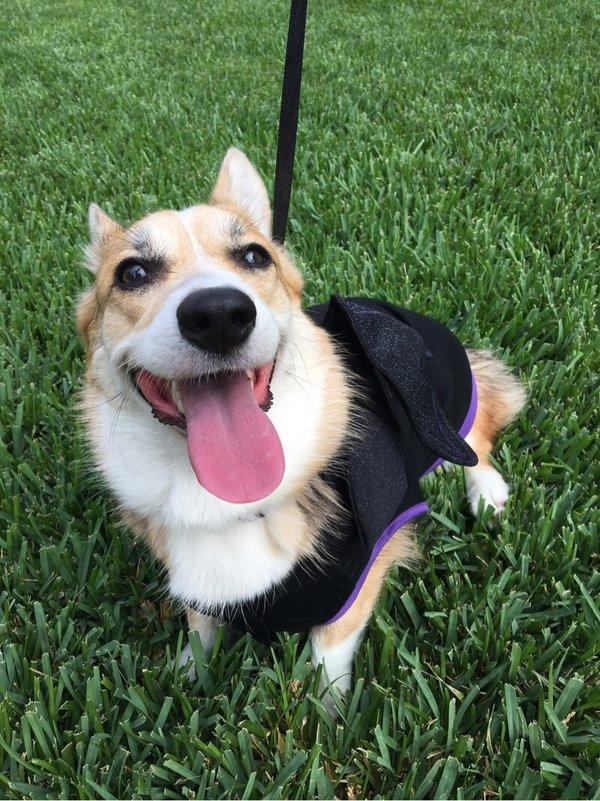 饲养柯基犬的正确方式,柯基犬怎么饲养最好