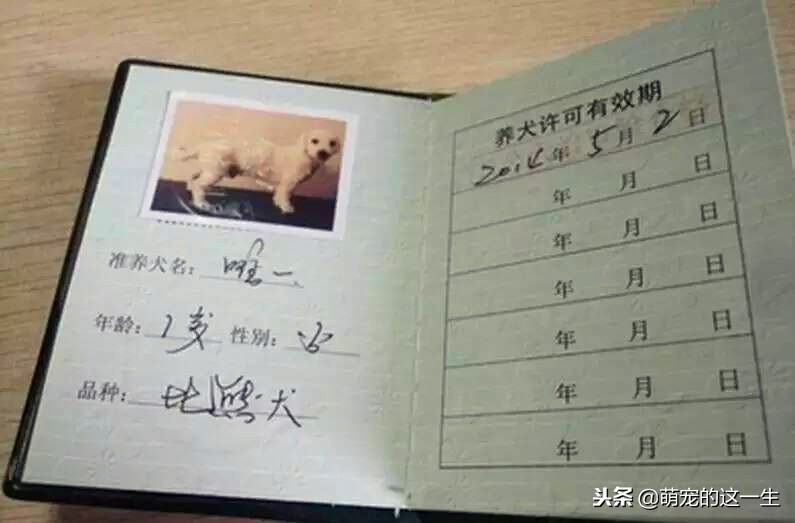 中华田园犬被列为城区禁养犬,中华田园犬是否被禁养