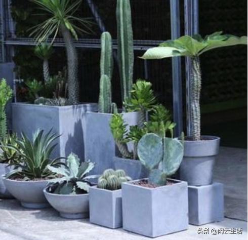 家居花盆如何选好看又实惠,家居种植花盆怎么选择