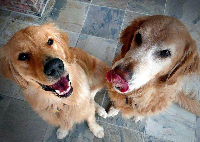 金毛狗狗的优点和缺点,金毛为什么那么好看