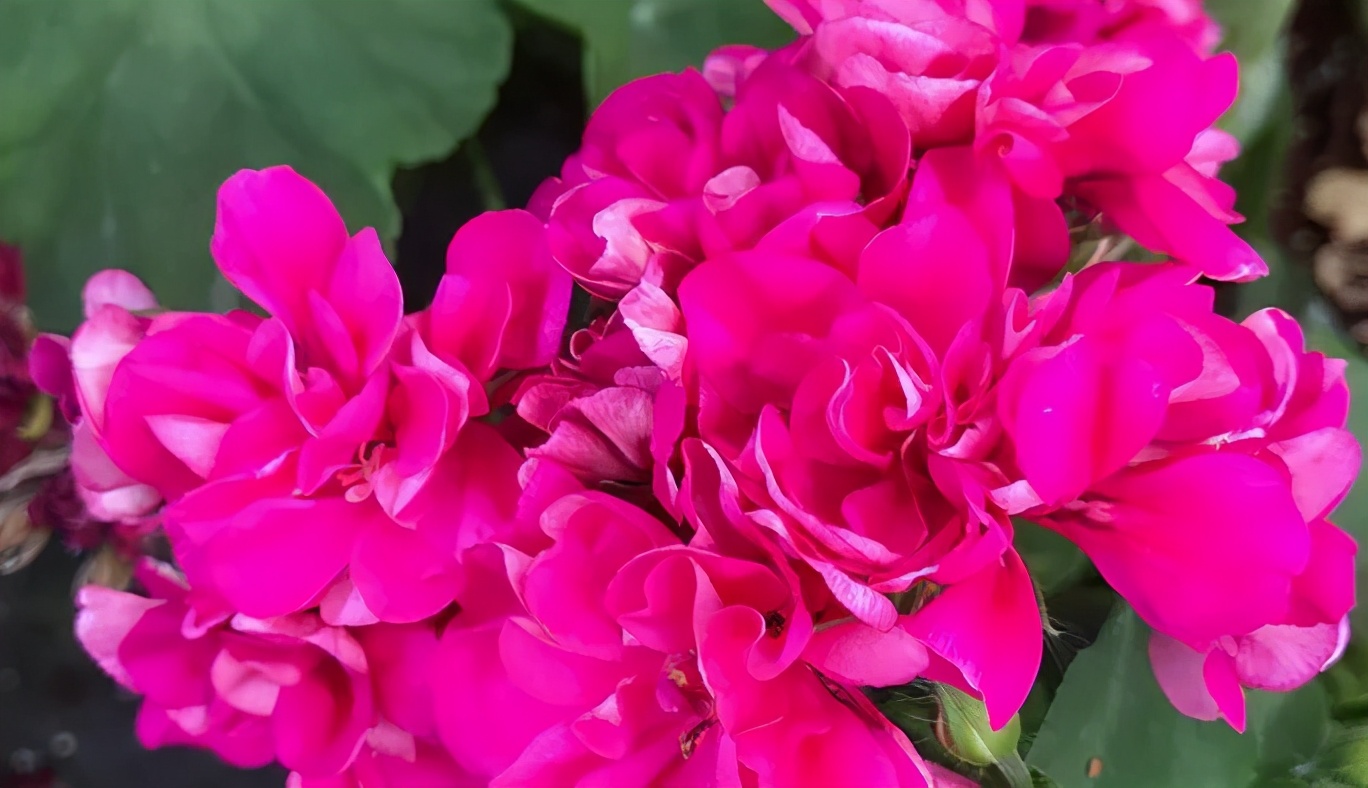 这种花别乱浇水水越多越不开花,这种花不怕冷好养易活