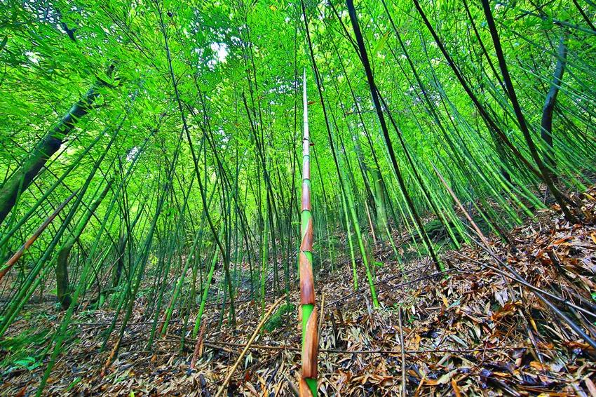 遵义方竹丰收节,2023年中国农民丰收节走进蓬安