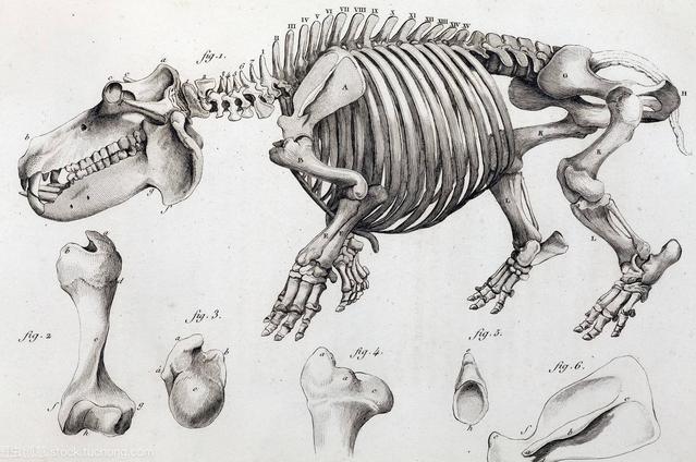 霸王龙真正的样子长什么样,霸王龙长什么样子真正的图片