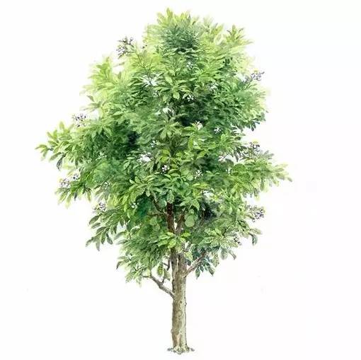十种不同树叶的画法,五种不同树木的画法简单的