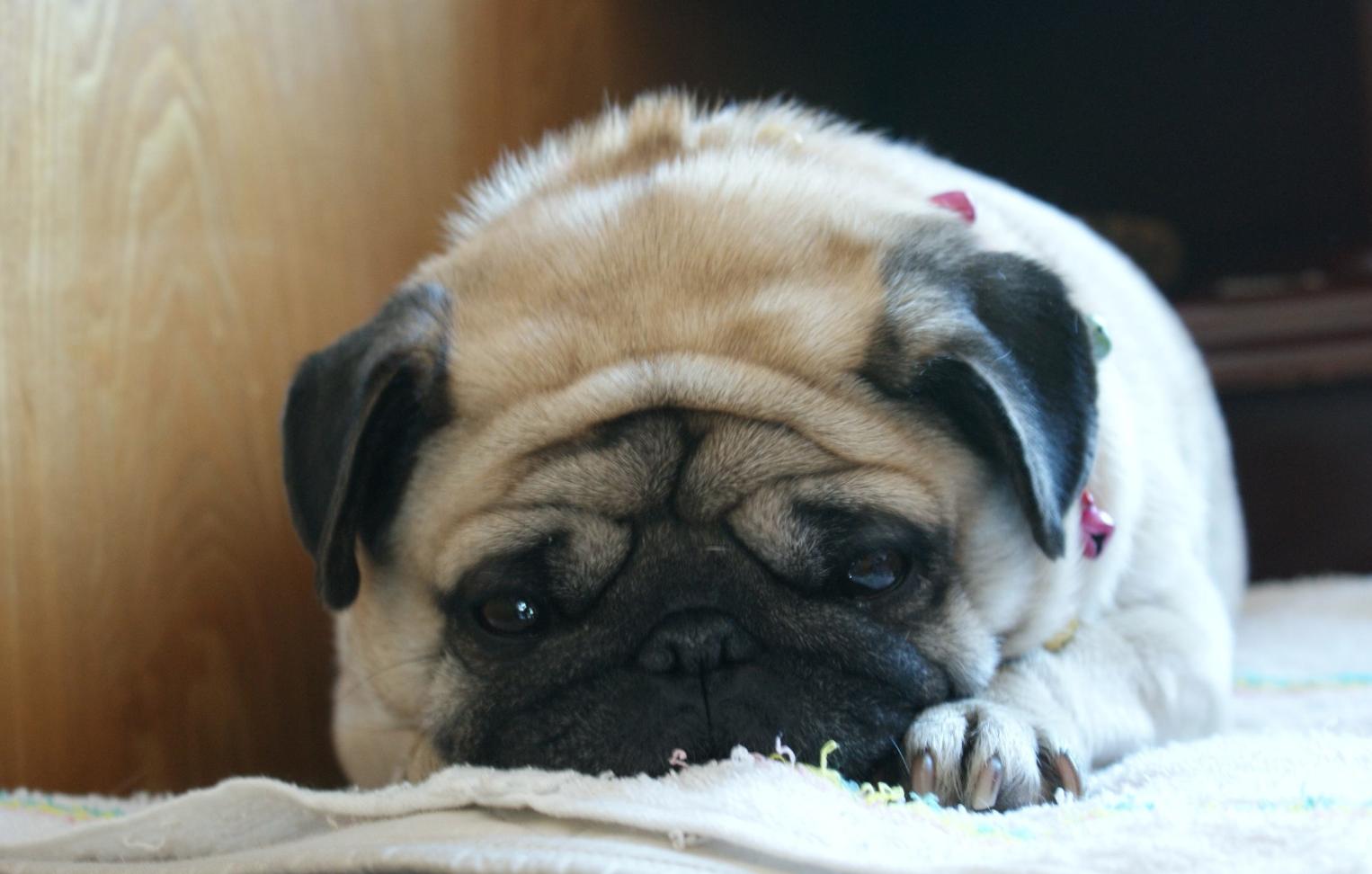 狗狗皮肤有真菌感染给它擦什么药,狗狗皮肤病治疗后皮肤变黑怎么办