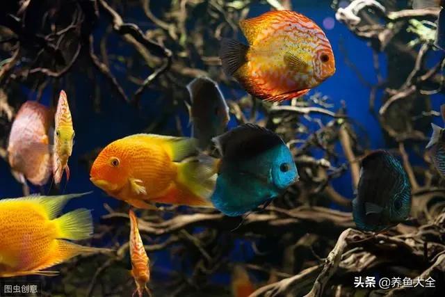 七彩神仙鱼鱼缸里有蛋白虫怎么除,鱼缸里的蛋白虫加温32度能清除吗