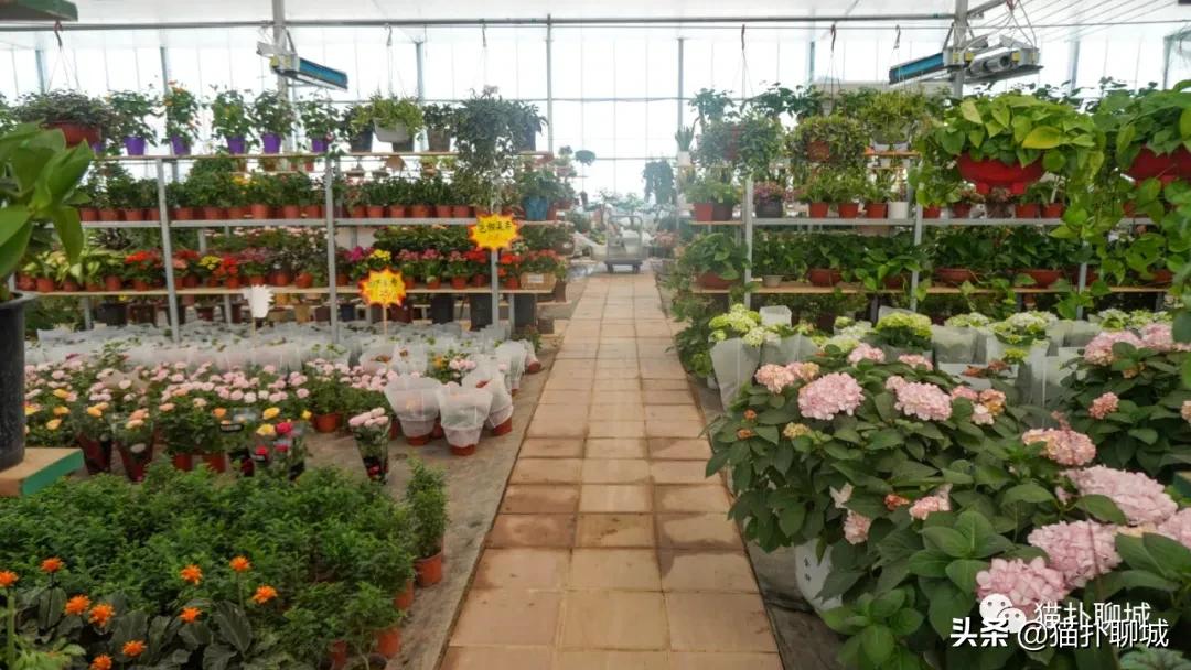 聊城最便宜的花卉批发,聊城附近的花卉市场