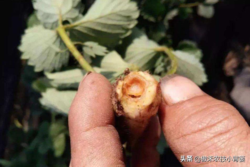 农作物灌根用什么杀菌药效果好,阿维菌素灌根可以防治哪些病害