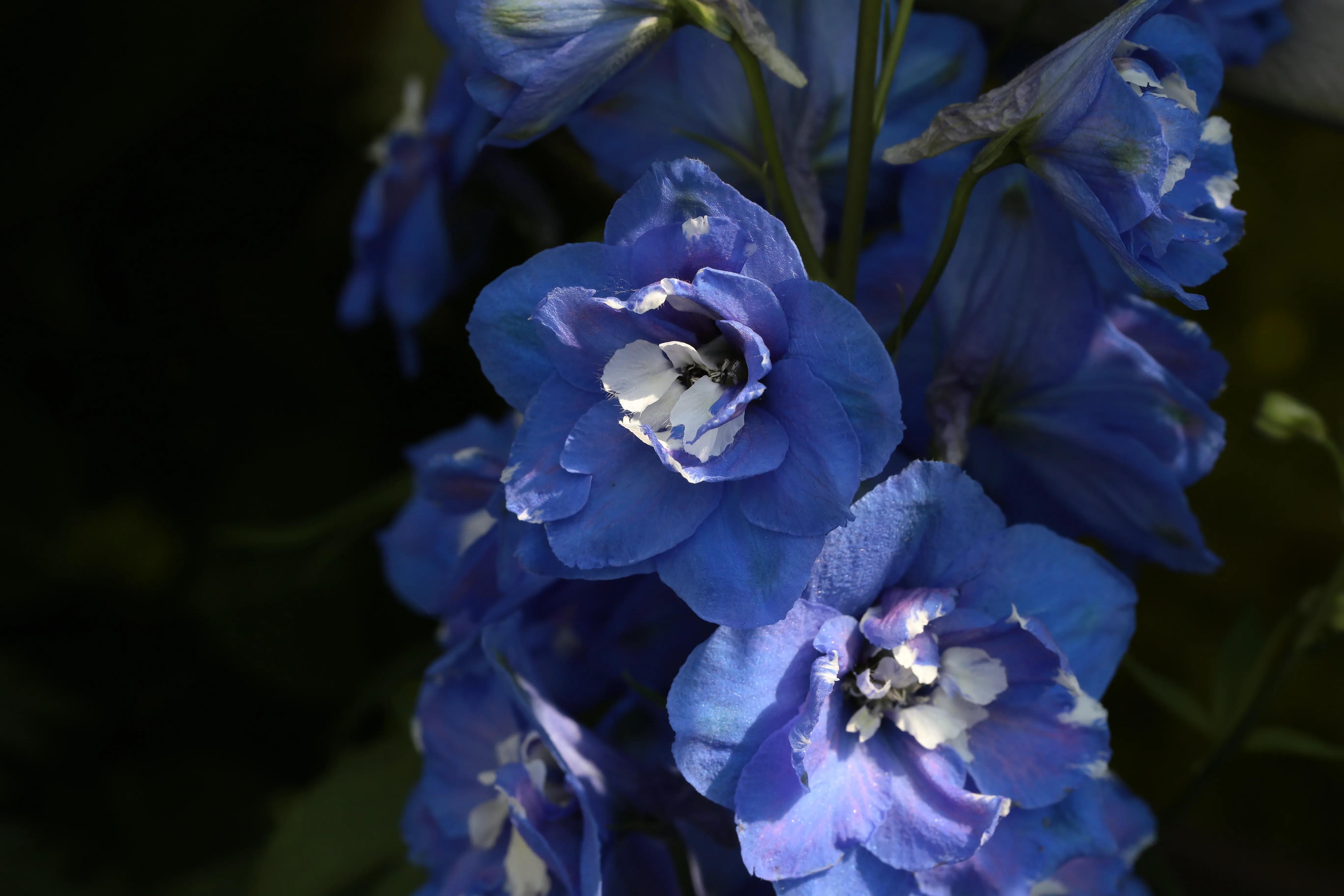 西溪湿地花朝节花草集（2）