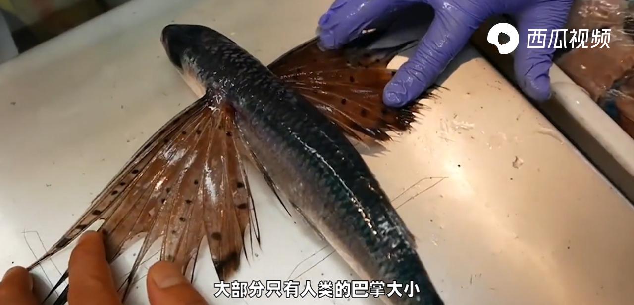 飞鱼怎么滑翔的,飞鱼滑翔视频