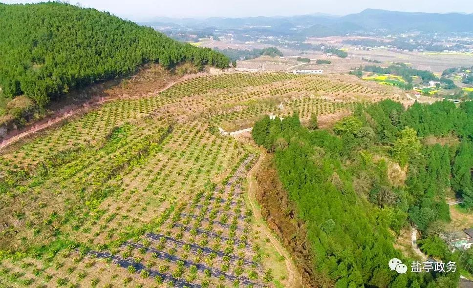 沃野千里风景图,山乡巨变之美不胜收