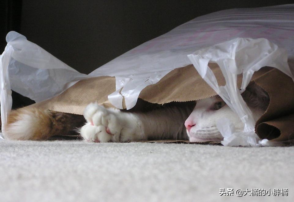 猫咪喜欢玩袋子该如何救,猫咪喜欢玩纸箱跟塑料袋