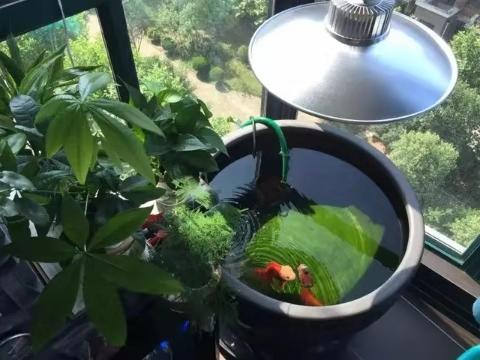 观赏鱼产卵怎么孵化小鱼,发现观赏鱼在鱼缸里产卵