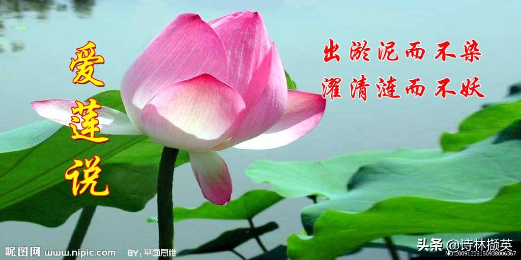 宅家学语文——七年语文下册《爱莲说》