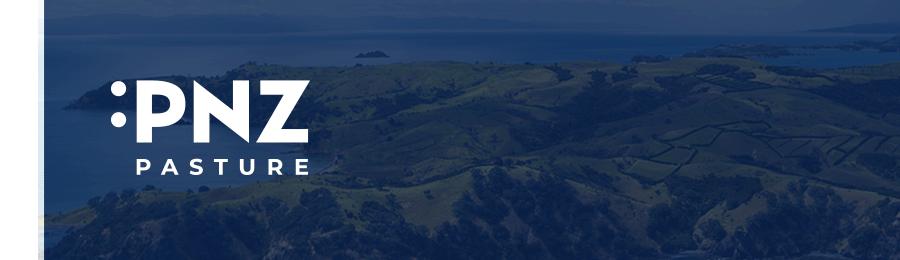 布偶仙女猫高清图片,布偶猫的前世今生