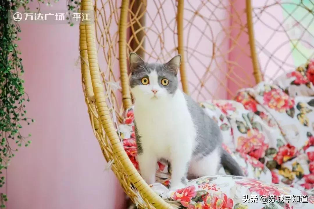 苏州市平江区万达广场,苏州平江万达广场