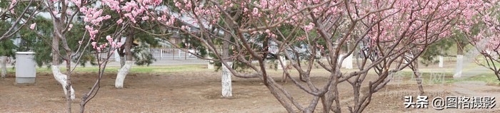 高性价比便携脚架百诺PA19AK套装试用