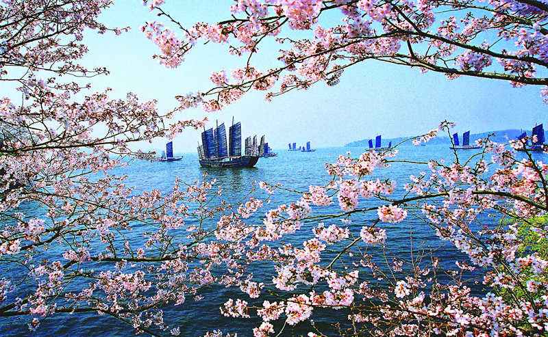 上海周边樱花自驾,上海周边自驾樱花