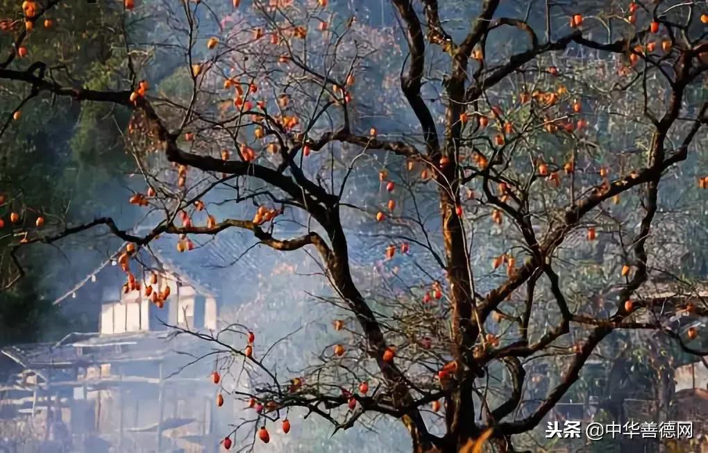 留几枚柿子在树上吧,让感恩变成一种习惯