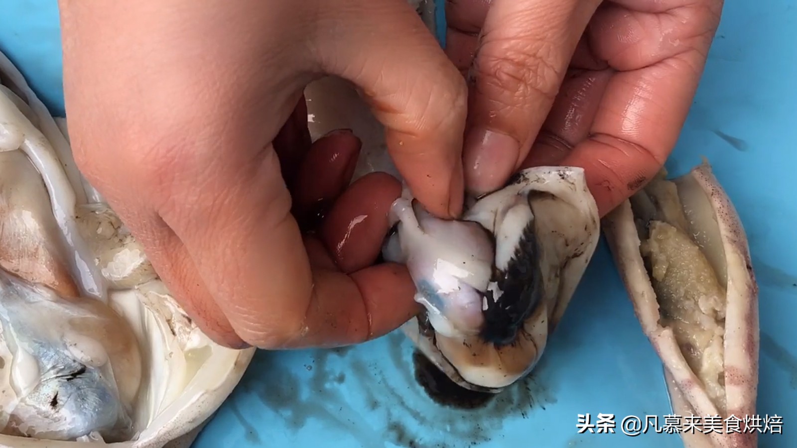 海兔八爪鱼墨鱼鱿鱼的区别,鱿鱼海兔八爪鱼三者之间区别