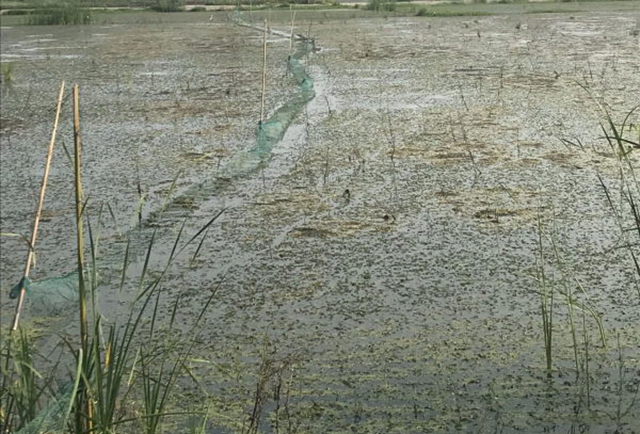 小龙虾不长个,养殖小龙虾不退壳怎么办