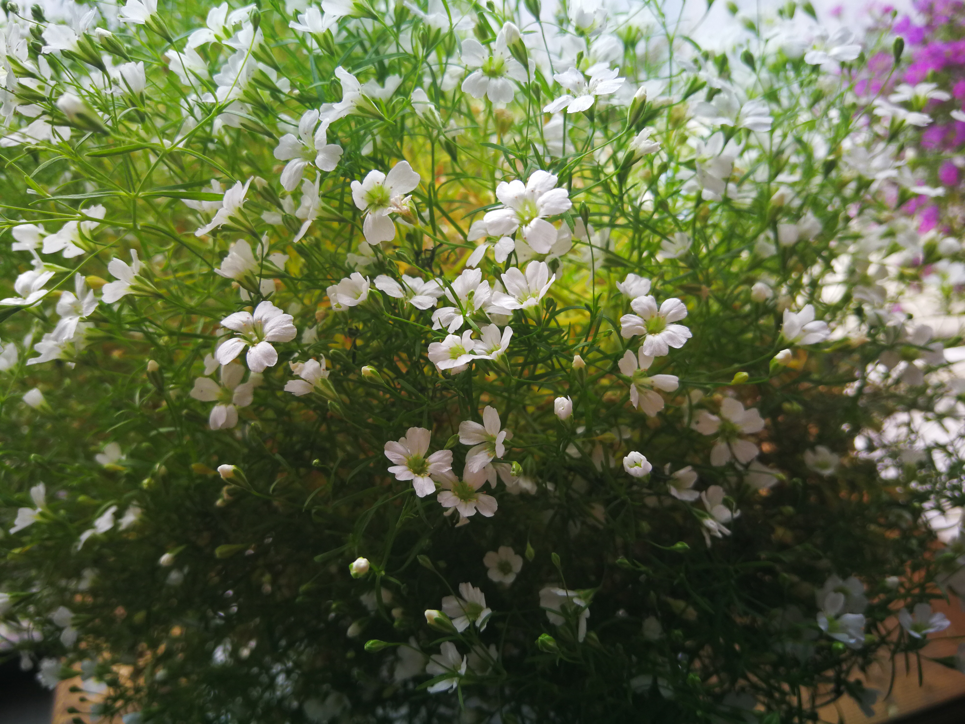 满天星多肉怎么养才能爆盆,满天星养肥怎么用