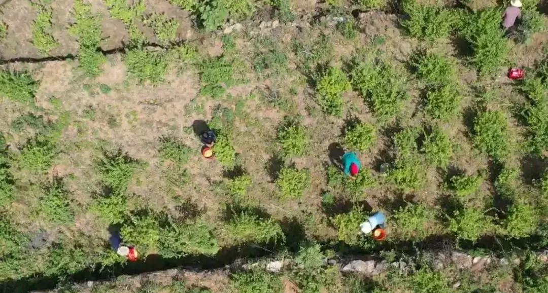 种什么花有香味寓意好,种些什么花比较对身体好