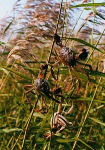 辽宁盘锦市行政区地图,辽宁盘锦城市图解