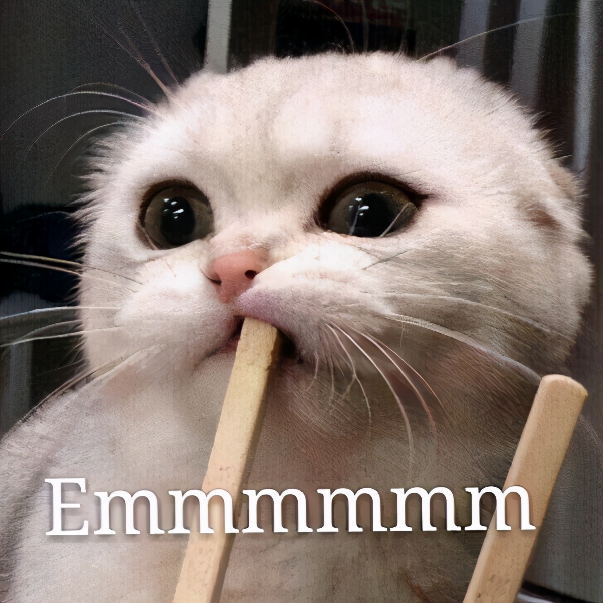 别再给猫咪喂食“这些食物”了，一不小心，命都没了