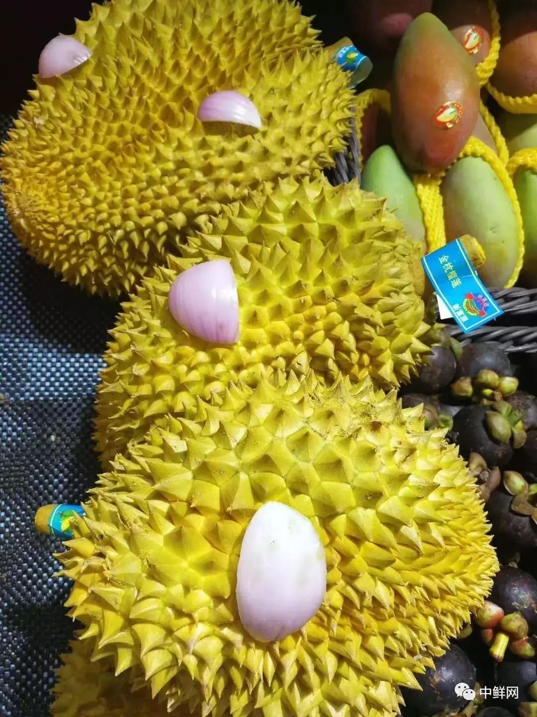 水果生飞虫难治?防治果蝇的实用方法