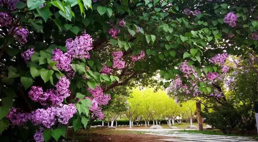 大连二十八中学地址,辽宁第一高级中学