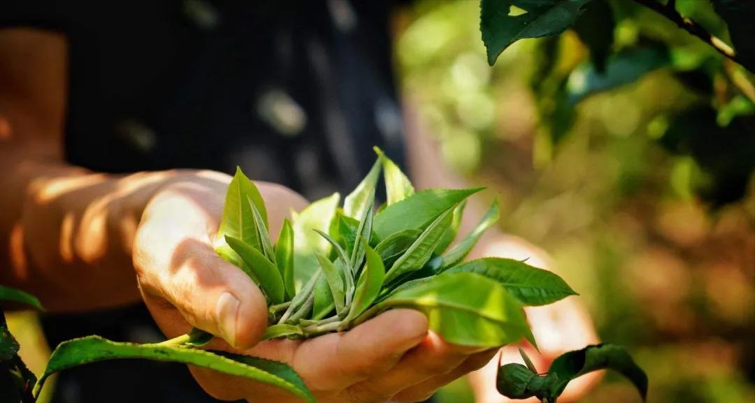 普洱茶变酸味是什么原因,普洱茶喝出酸味的原因及解决办法
