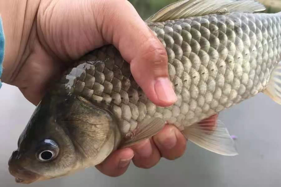 台钓用有倒刺还是无倒刺好,野钓鲫鱼钩怎么选