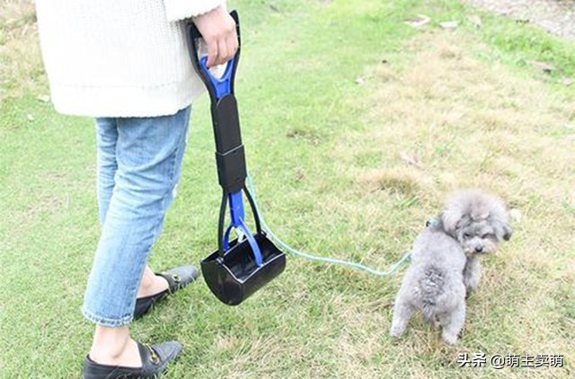 为什么狗狗拉灰色的屎,为什么狗狗拉粑粑有白色黏膜