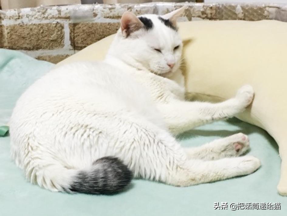 当小猫咪遇上大型犬,当小猫咪遇到大狗狗真是太温馨了