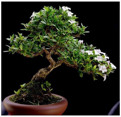 100种适合室内养的植物盆栽,10种适合室内摆放的花卉盆栽推荐