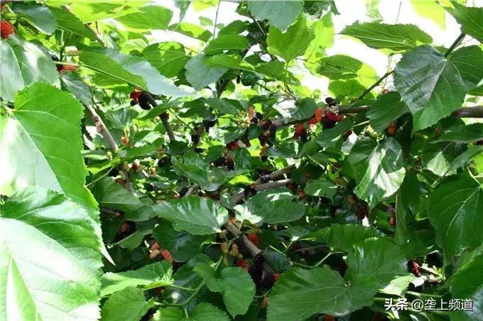 垄上优选战略携手圣果酒庄，就喜欢这种美酒佳肴纷至沓来的感觉...