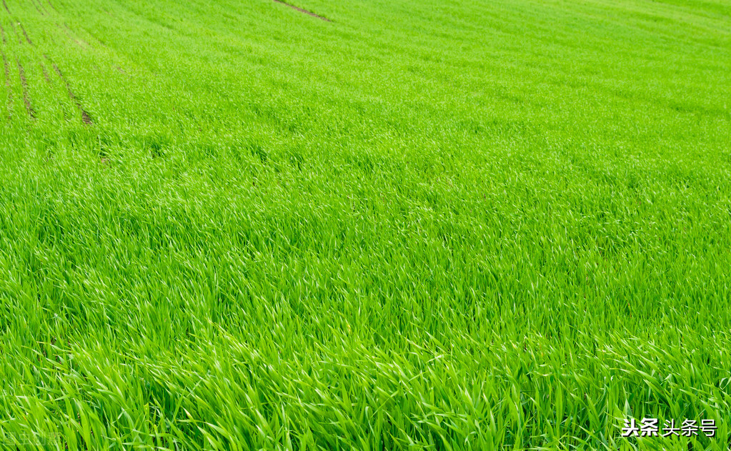 空翠湿人衣前一句,空翠湿人衣分析