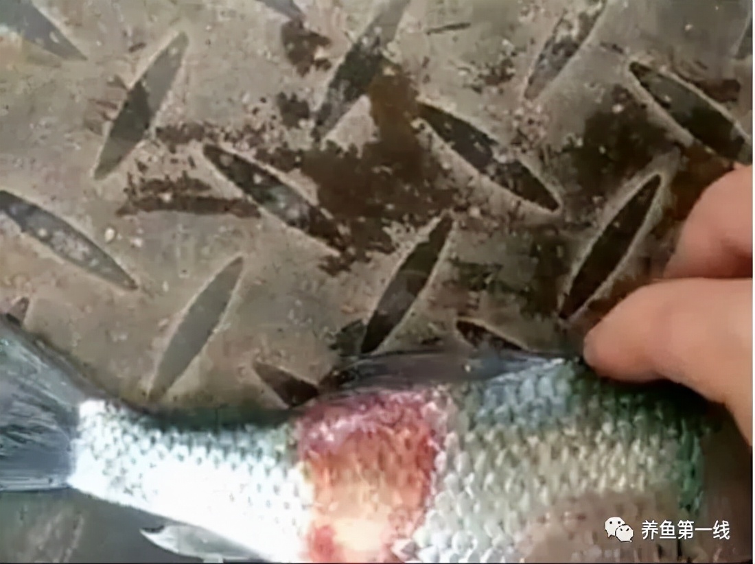 渔药标准解读系列,渔药标准