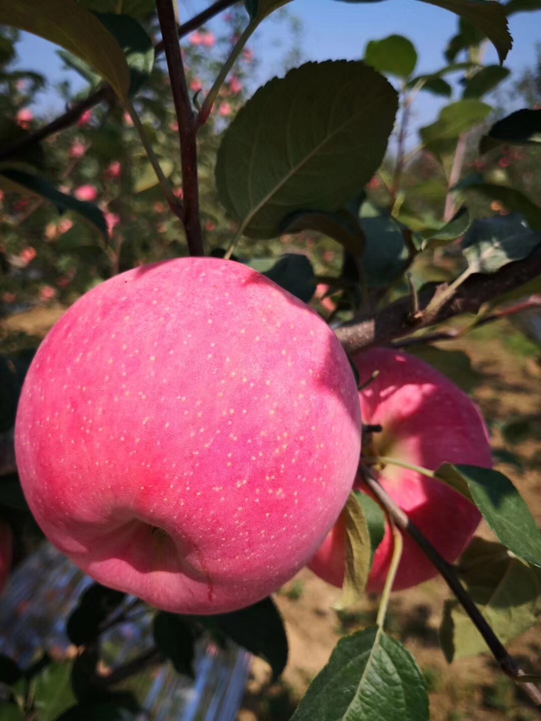 北京电商创业适合做什么,95后创业在家做电商真的很好吗