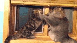 开心一刻gif搞笑动图,搞笑gif段子看起来能量满满