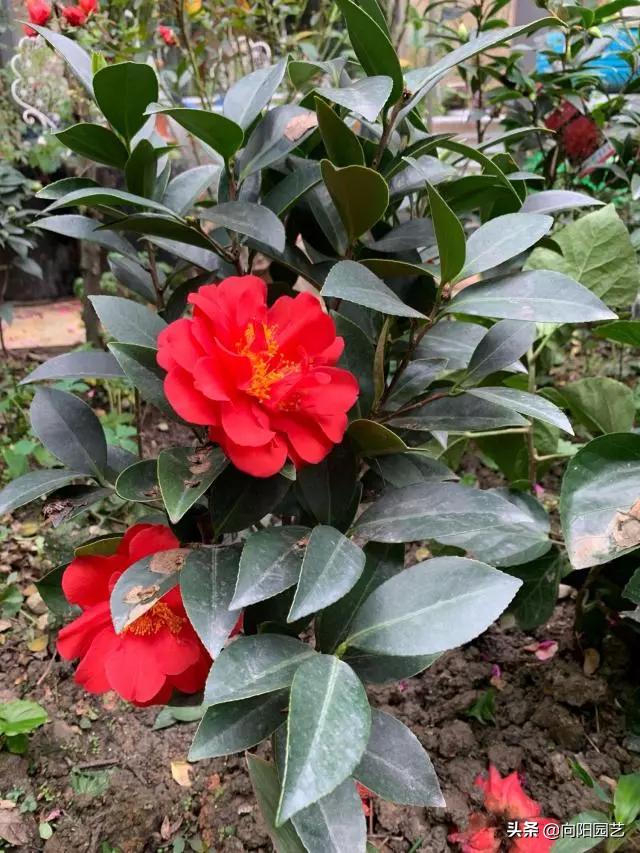 冬天值得养的7种花,这6种花冬天冻不死还花开不断