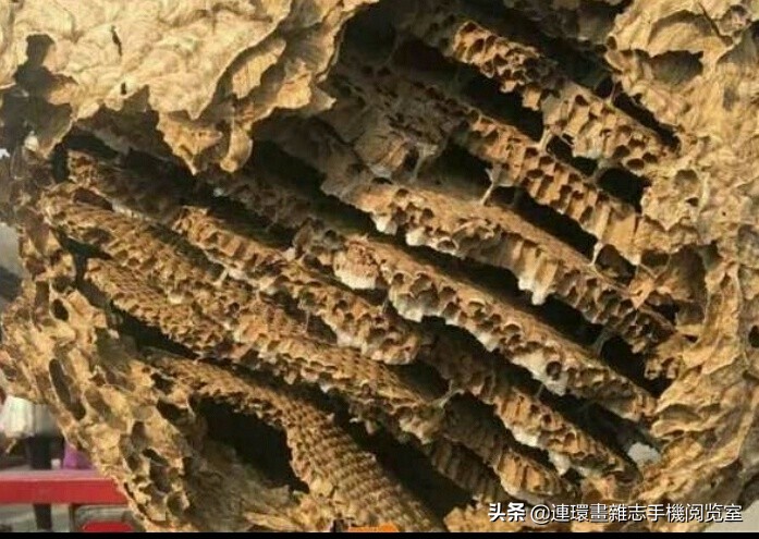 各式蜂巢,各种各样的蜂窝