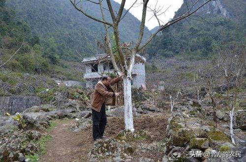 核桃树上出现许多油光发亮的小黑点？注意是腐烂病危害！如何防治