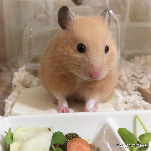 如果仓鼠不吃饭该怎么办,仓鼠不吃饭只吃零食怎么办