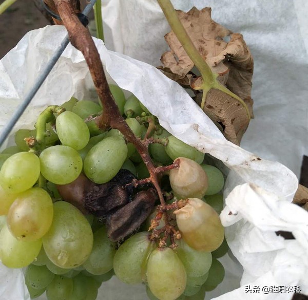 阳光玫瑰葡萄白腐病与霜霉病区别,葡萄溃疡病与白腐病有什么区别