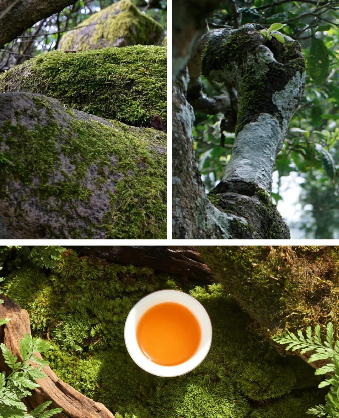 当遍地都是咖啡馆时，茶馆应该怎么开？