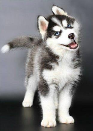 小时候萌长大了帅的狗狗,小时候萌的狗狗